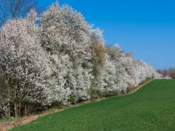 schliwen._landschaft_06